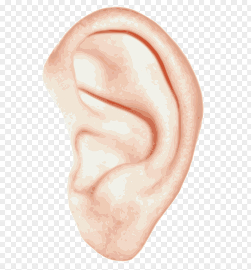 Ear Anatomy Human Body Homo Sapiens Clip Art PNG