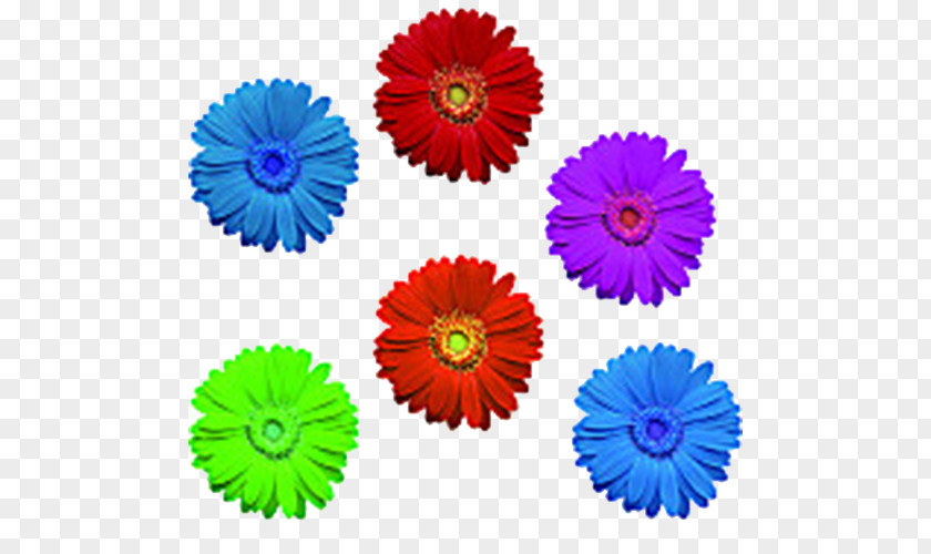 Chrysanthemum Flowers Flower PNG