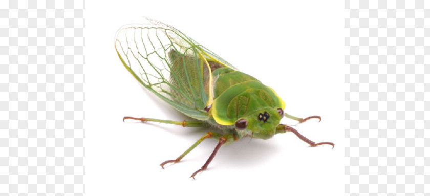 Insect Wing Cicadidae Eastern Cicada Killer True Bugs PNG