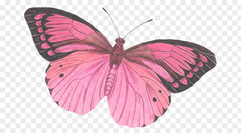 Lycaenid Pieridae Moths And Butterflies Butterfly Insect Pink Pollinator PNG