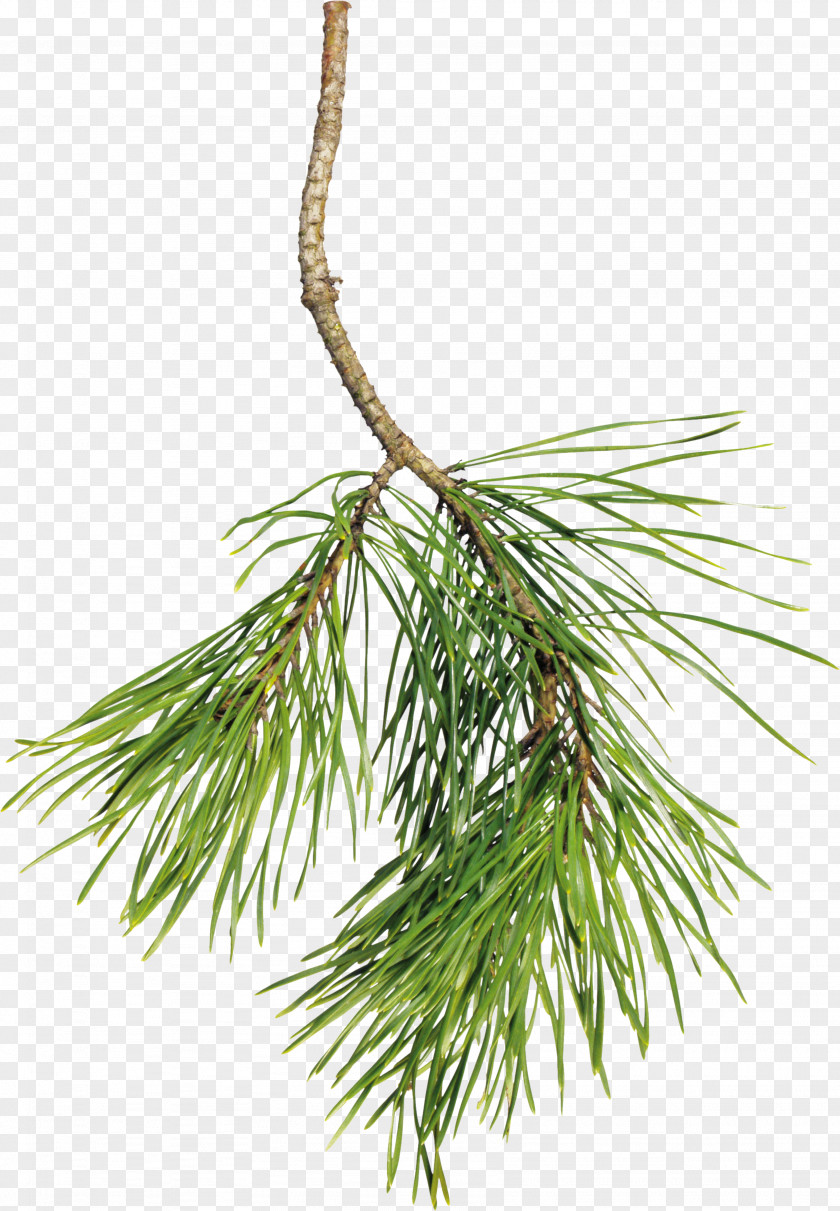 Pine Cone Clip Art Christmas Tree Spruce PNG