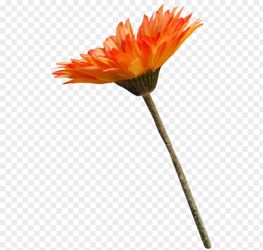 Transvaal Daisy Cut Flowers Chrysanthemum PNG