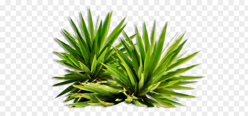 Bushes PNG clipart PNG