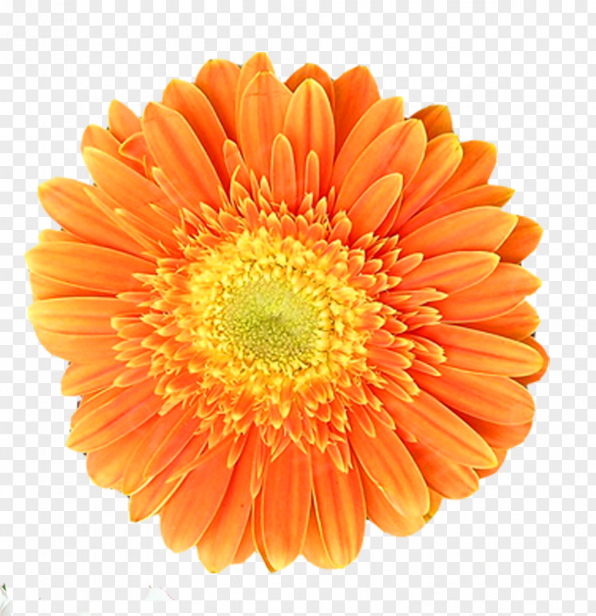 Chrysanthemum Orange Transvaal Daisy Flower PNG