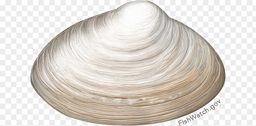 Clam Meat Chowder Atlantic Surf PNG