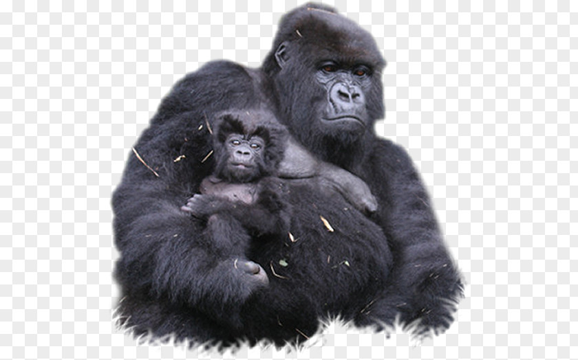 Gorilla Clipart Bwindi Impenetrable National Park Mount Sabyinyo Volcanoes Chimpanzee PNG