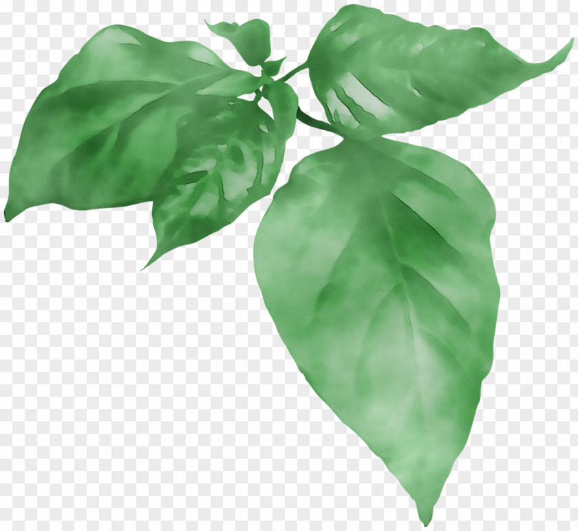 Leaf Basil PNG
