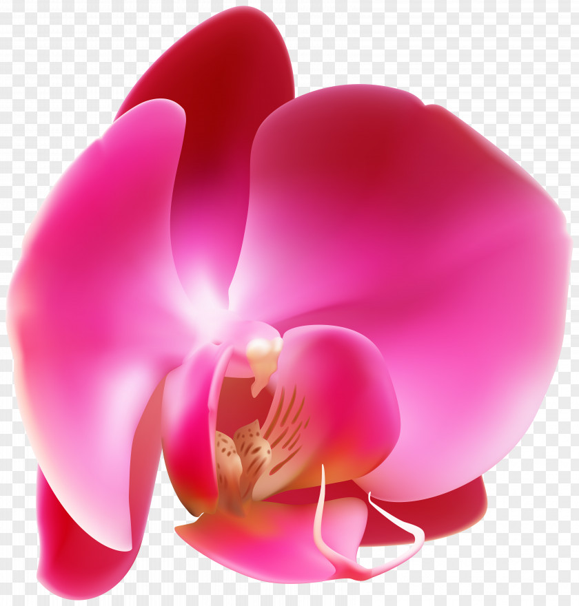 Pink Orchid Flower Photography Publishing PNG