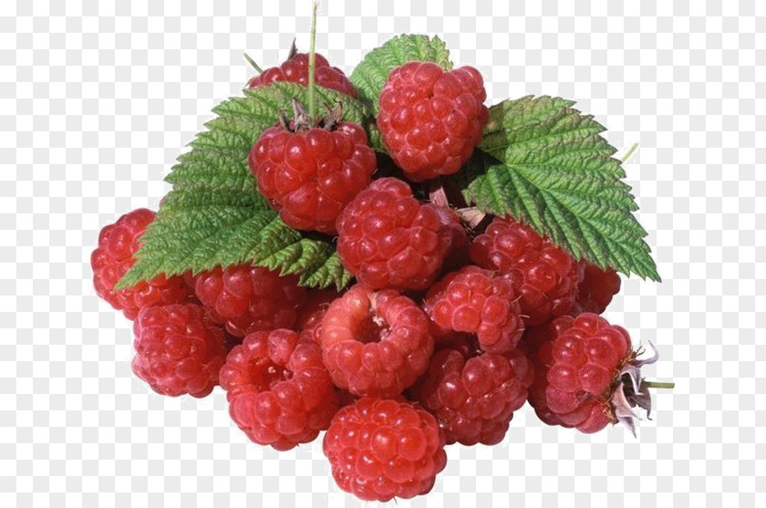 Red Raspberry Plant Shop 