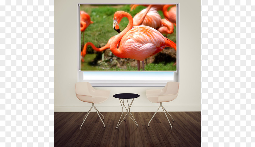 Roller Blinds Plastic Flamingo Bird Greater Image PNG