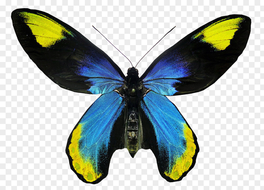 Butterfly Nymphalidae Lycaenidae Pieridae Moth PNG