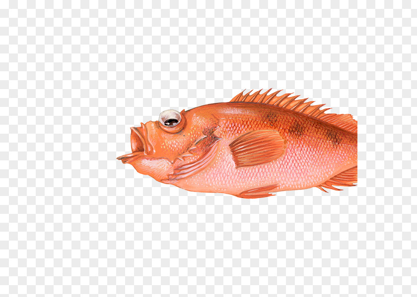 Fish Northern Red Snapper Rose Fishing Redfish PNG