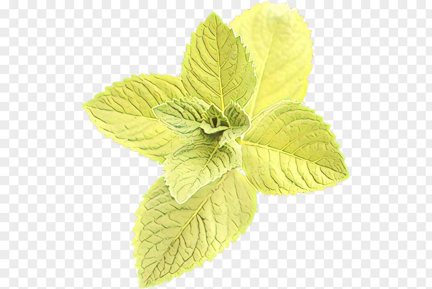 Peppermint Flowering Plant Leaf Flower Herb Mint PNG