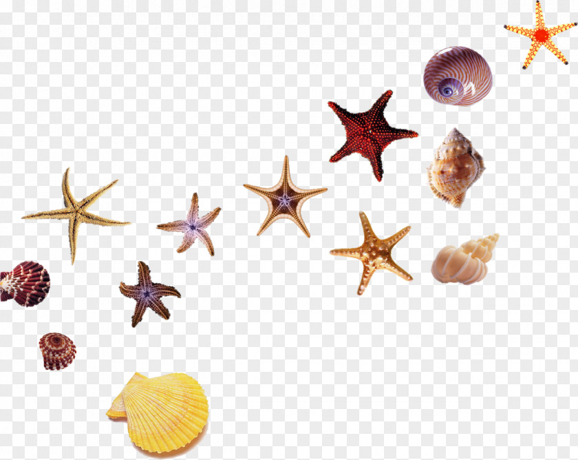 Shell Beach Starfish Sea Hotel PNG