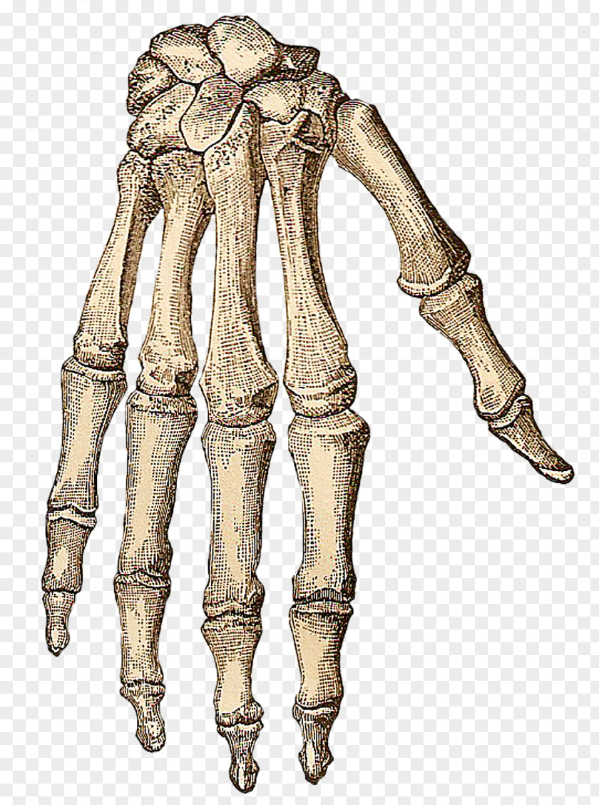 Skeleton Human Hand Bone Clip Art PNG