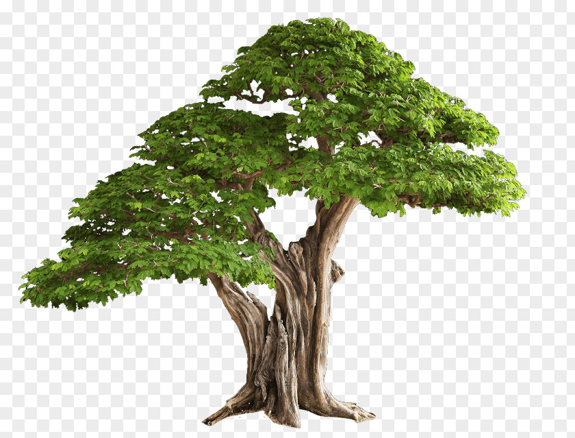 Tree Bonsai Branch Plant PNG