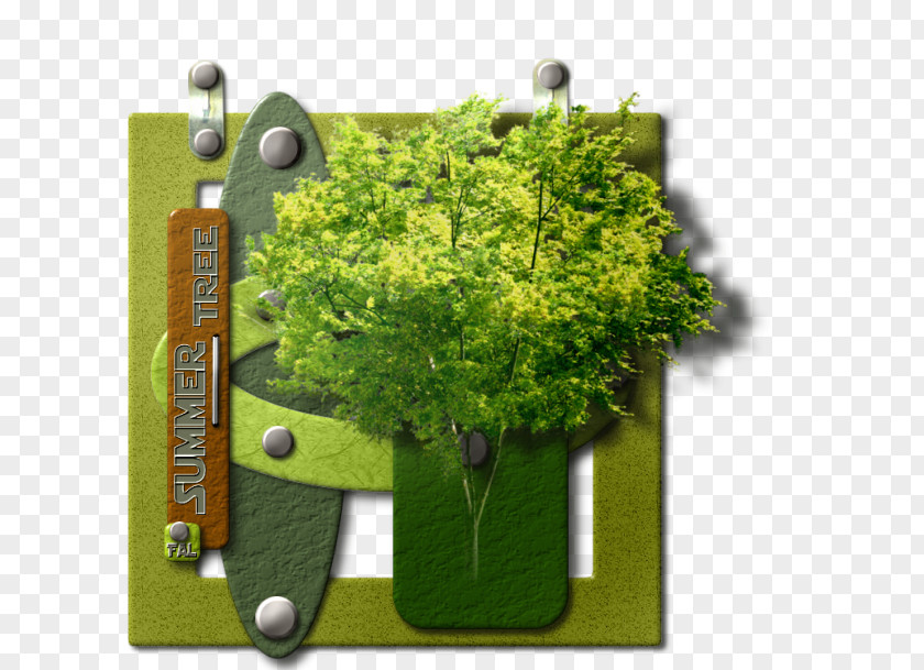 Tree Herb PNG