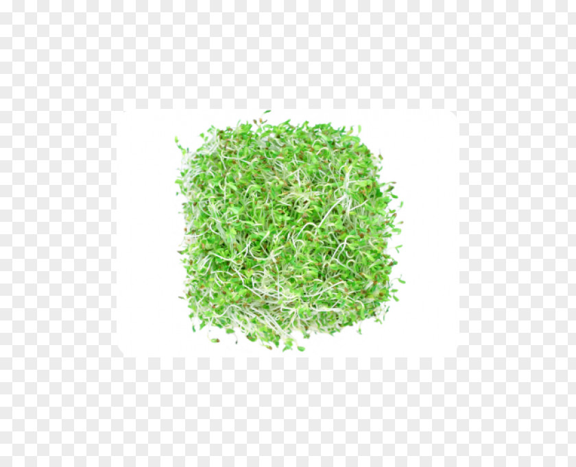 Alfalfa Sprouting Broccoli Sprouts Seed Vegetable PNG