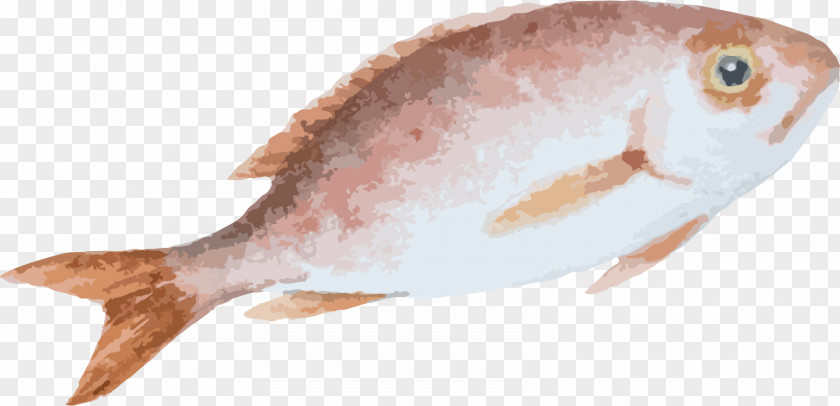 Hand Painted Fish Material Cartoon Drawing PNG