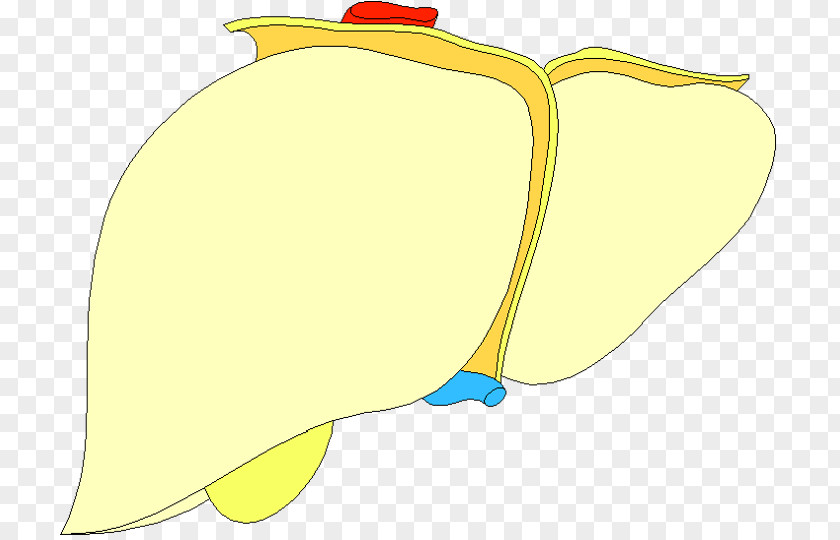 Liver Transplant Clip Art Illustration Product Design PNG