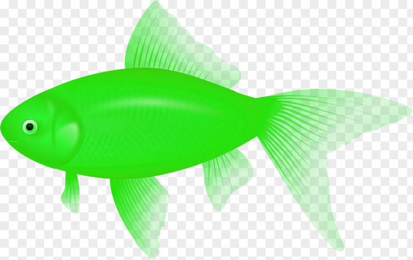 Bonyfish Tail Green Fish Fin PNG