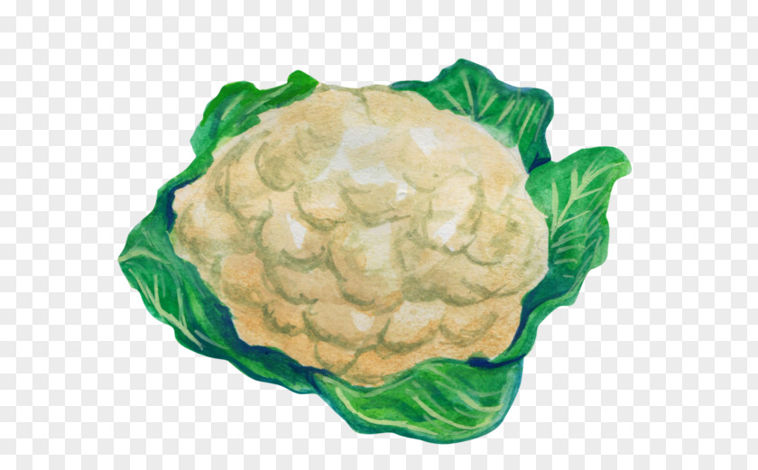 Cabbage Cauliflower Leaf Vegetable PNG