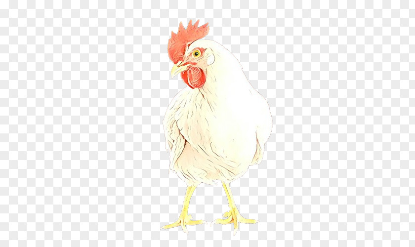 Chicken Bird Rooster White Comb PNG