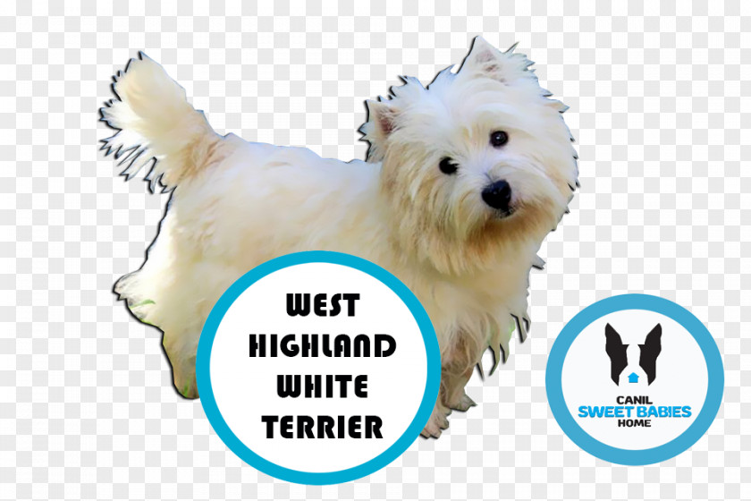Puppy West Highland White Terrier Maltese Dog Boston Bulldog PNG
