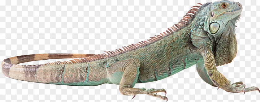 Reptile Lizard Green Iguana Chameleons PNG