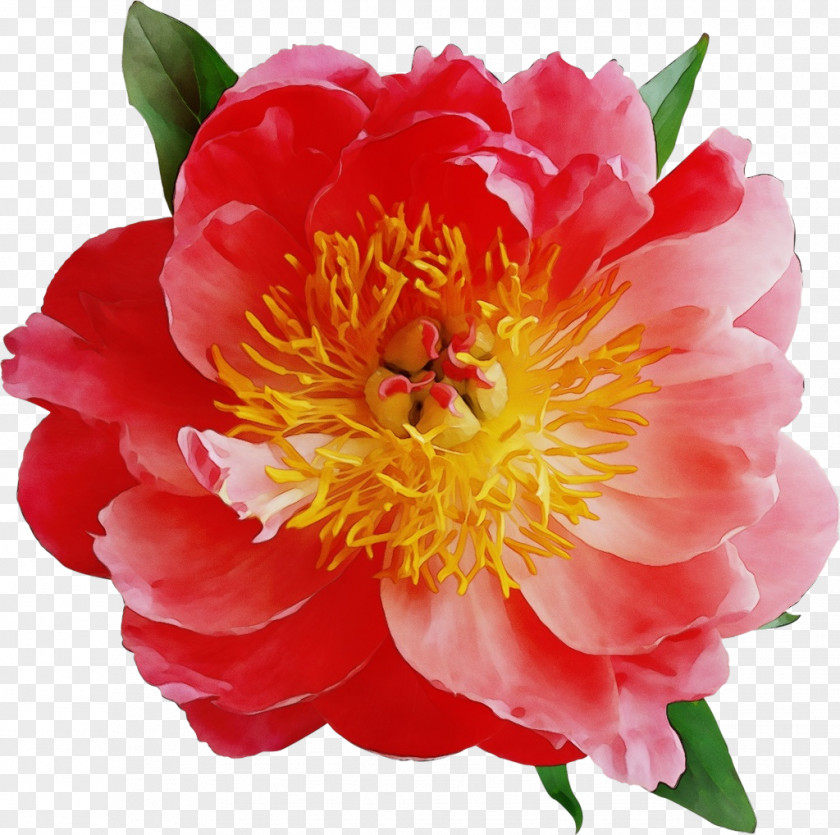 Annual Plant Wild Peony Watercolor Pink Flowers PNG