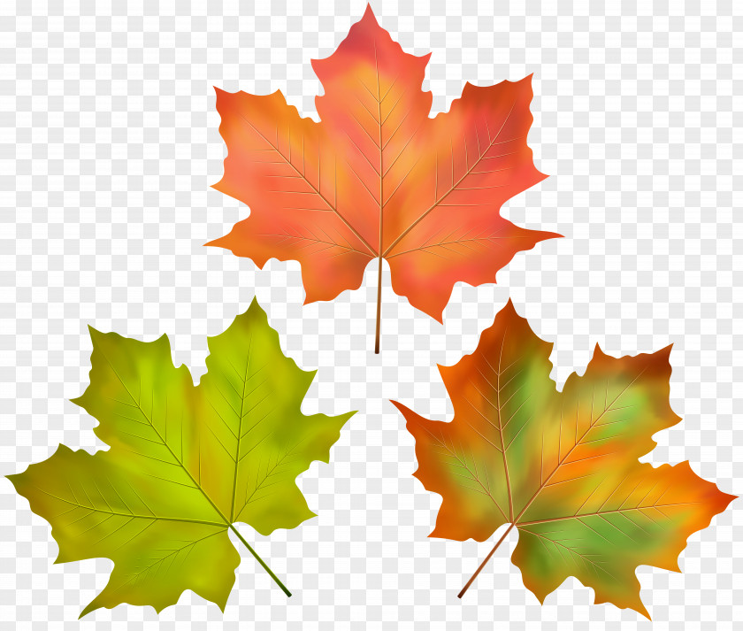 Collapse Badge Autumn Maple Leaf Image PNG