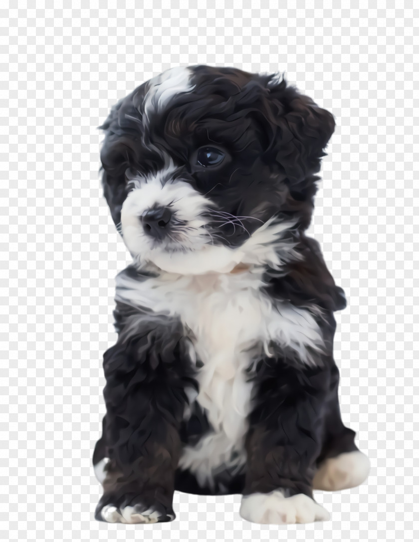 Lhasa Apso Toy Poodle Cute Dog PNG