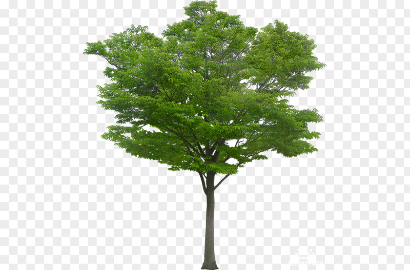 Tree Desktop Wallpaper PNG