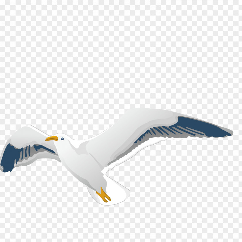 Vector Pattern Flying Pigeon Homing Columbidae Flight Bird European Herring Gull PNG