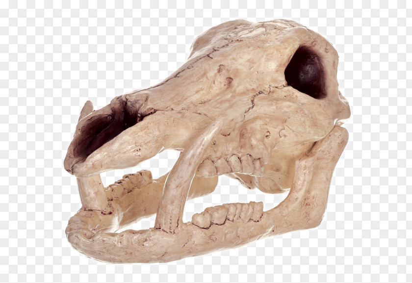 Boar Wild Halloween Skull Costume Skeleton PNG