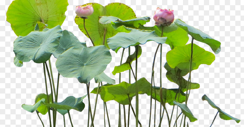 Flower Aquatic Plants PNG
