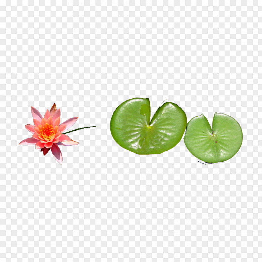 Lotus Leaf To Pull Material Free Effect Nelumbo Nucifera PNG