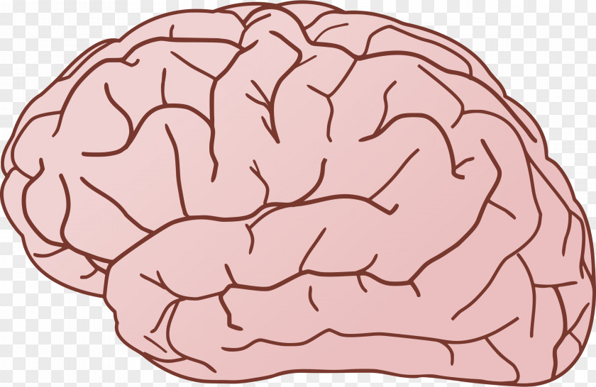 Brain Games Cliparts Human Clip Art PNG