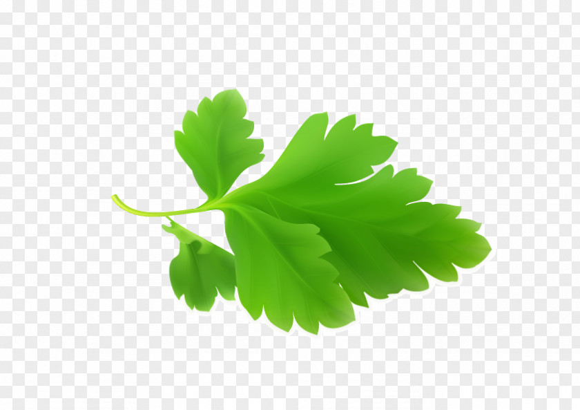 Clover Leaves Fresh Mint Green Parsley PNG