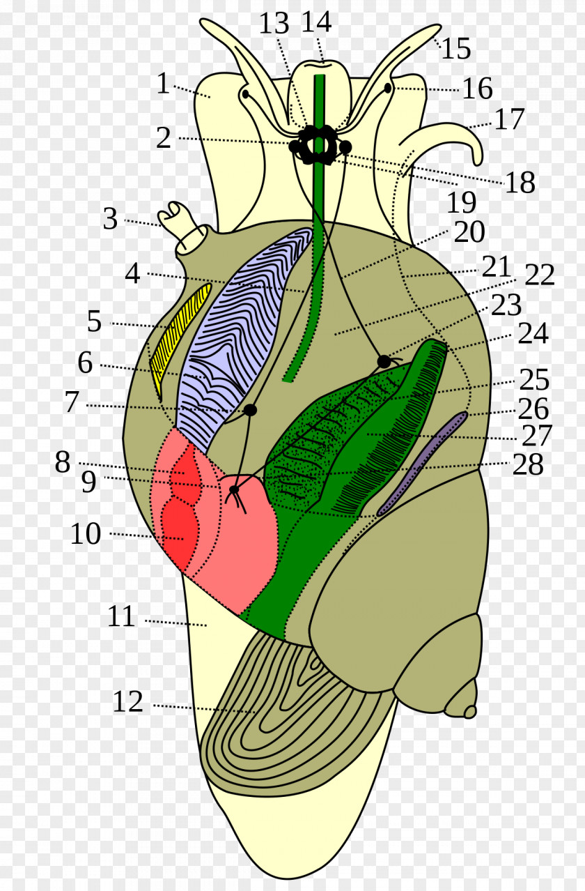 Snail Gastropods Freshwater Land Slug PNG