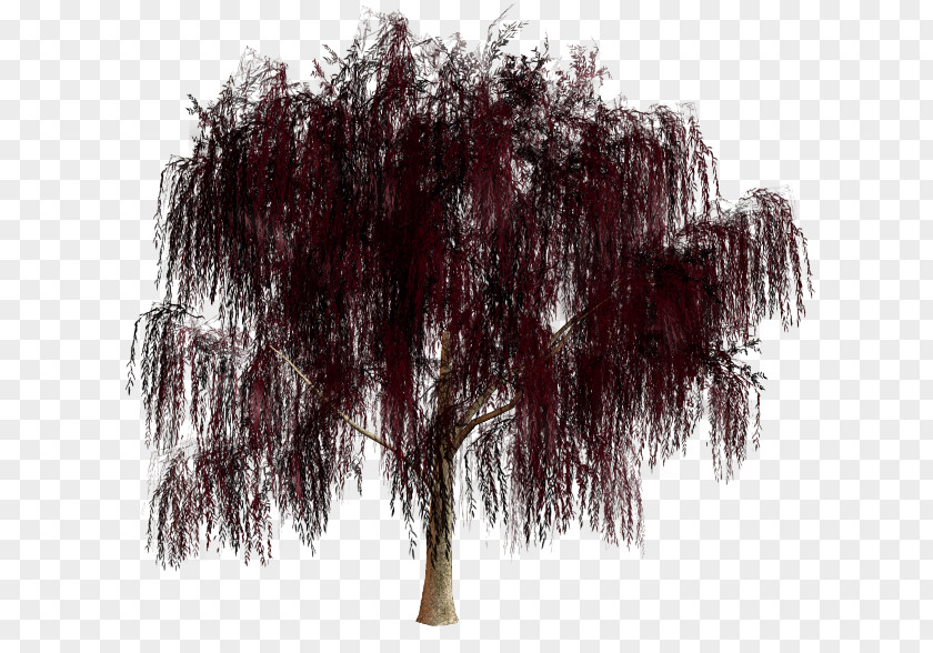 Tree Branch Arecaceae Clip Art PNG