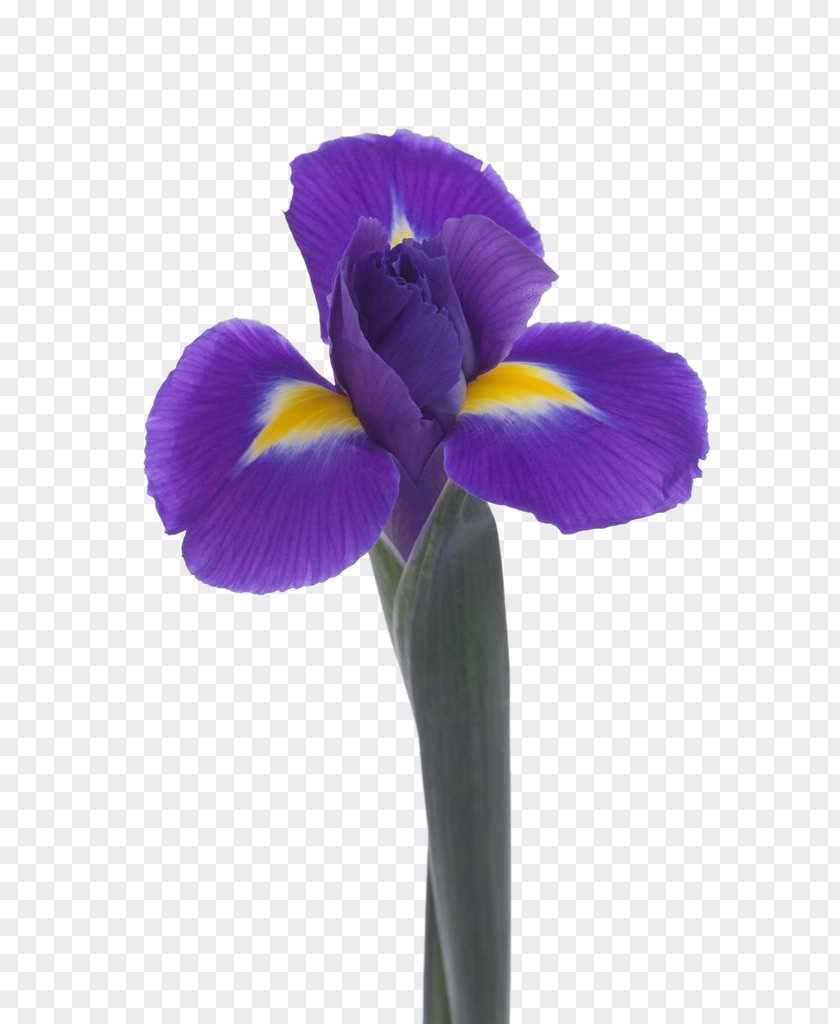 Violet Flower Lossless Compression PNG