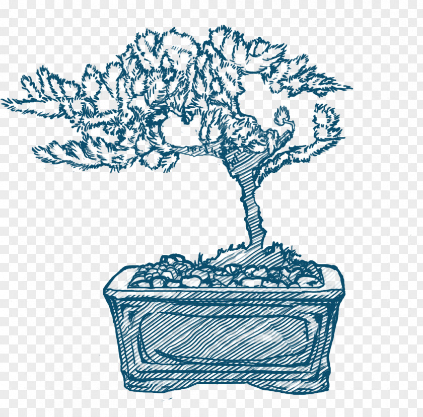 Bonsai Tree Baby Bio /m/02csf Drawing PNG