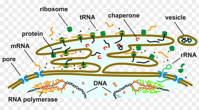 Endoplasmic Reticulum Ribosome Golgi Apparatus Nuclear Envelope Cytoplasm PNG