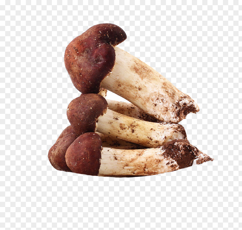 Fresh Mushroom Agaricus Blazei Subrufescens Common Extract Edible Pileus PNG