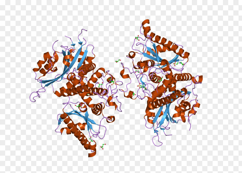 Phosphoglycerate Kinase 3-Phosphoglyceric Acid Mutase Enzyme PNG