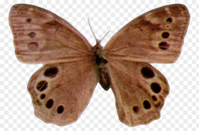 Wikimedia Commons Brush-footed Butterflies Moth Butterfly PNG