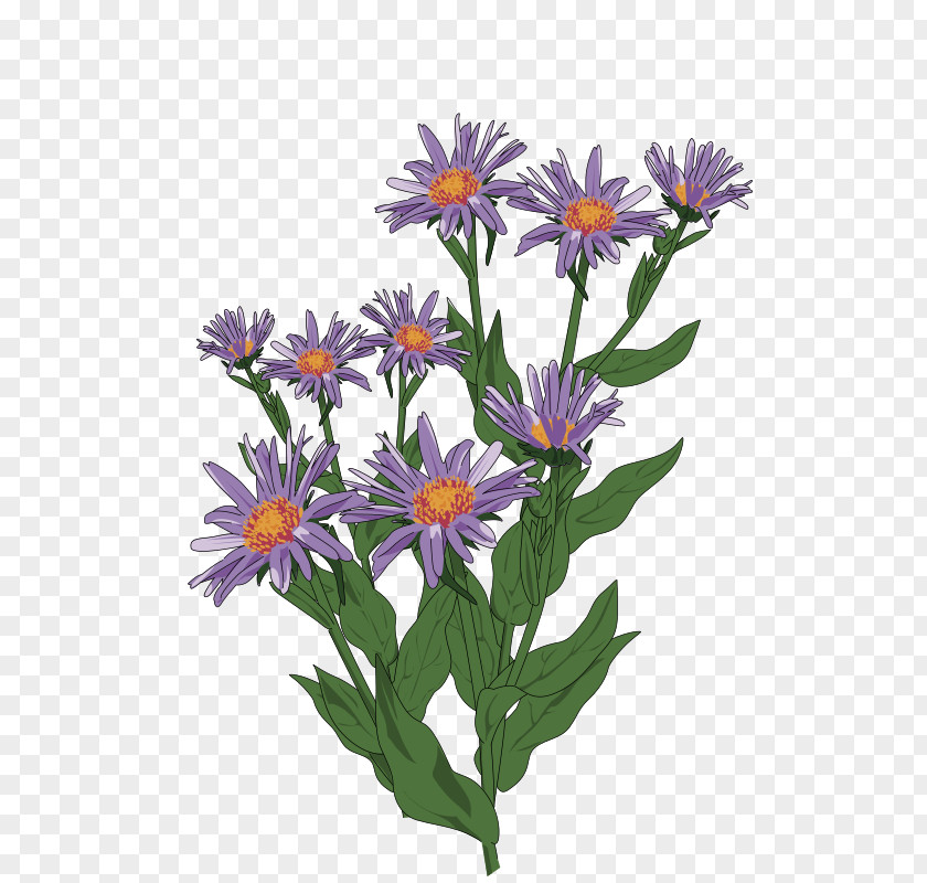 Flower Aster Pyrenaeus Drawing Clip Art PNG