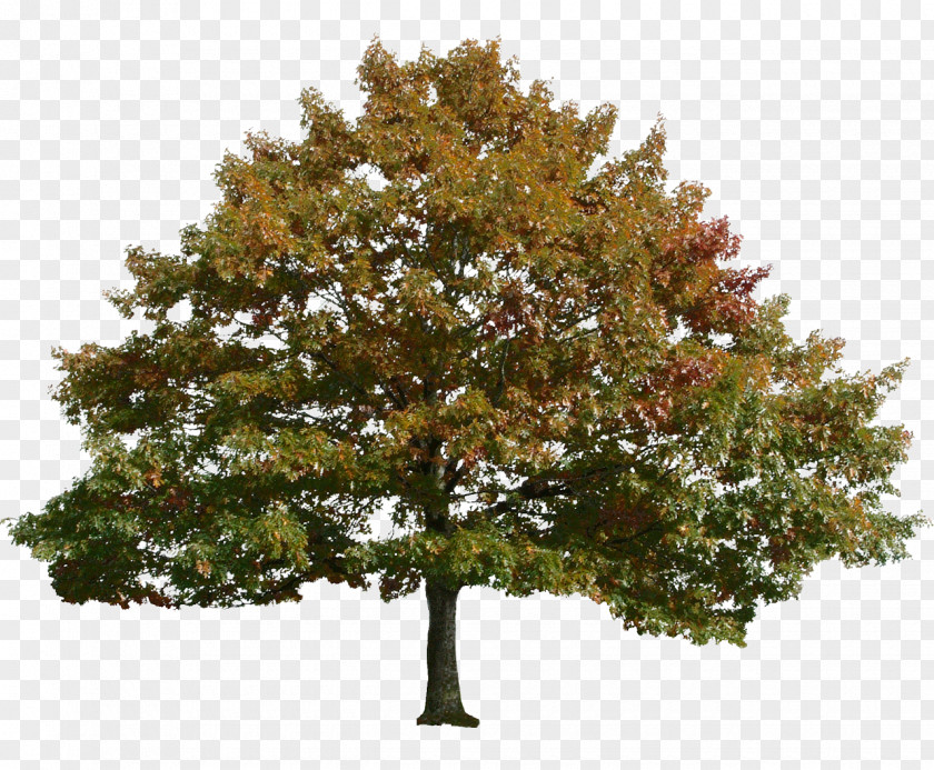 Tree Precision Graphix Architecture Zazzle PNG