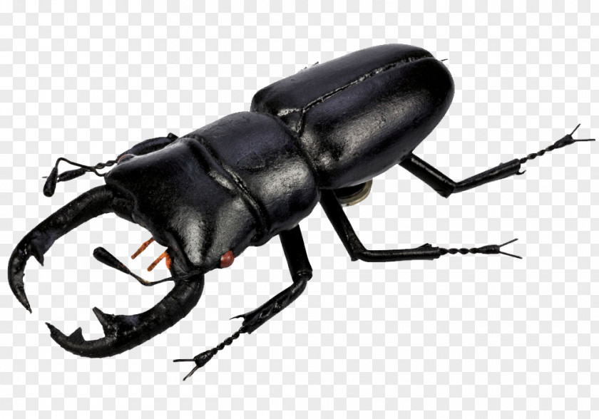 Beetle Pic Clip Art PNG